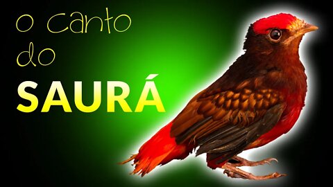 CANTO DO SAURÁ 🐦Anambé Cantando - Uirá-Tatá Pássaro - Lindo Canto do Saurá