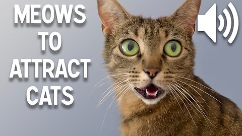 Sounds That Attract cats- meow to make cat come to you