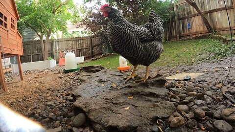 My Backyard Chickens - Episode 88