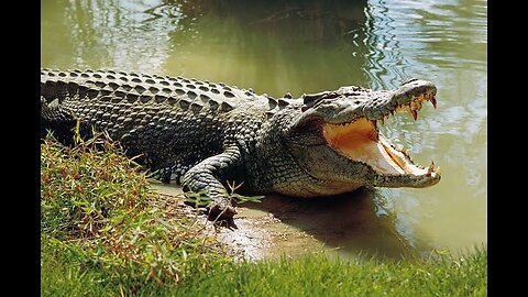 10 Interesting Facts about Crocodile