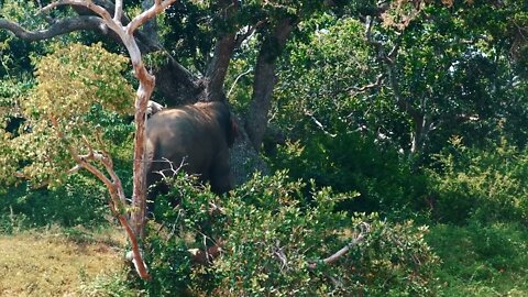 Indian eephant walking in safari park