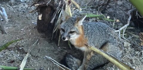 Las Vegas family fined $700 for freeing fox from trap