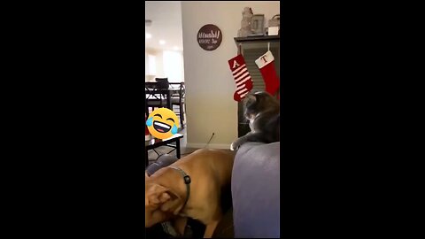 Funny Cat And Dog