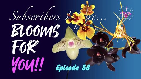 SUBSCRIBERS INSPIRE| You color my life | Blooms for YOU! Episode 58 🌸🌺🌼💐#Orchids #OrchidsinBloom