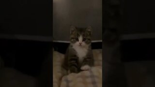 FUNNY CUTE PUPPY - Tiktok Compiled #Shorts