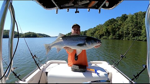 Trolling Live Bait for Late Summer Georgia Stripers!