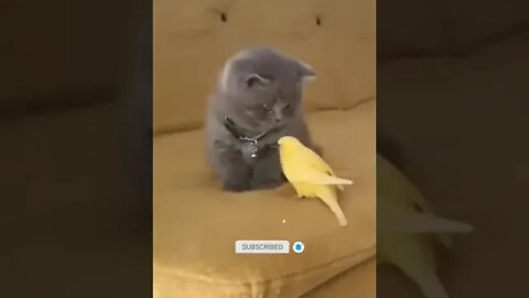 cute cat videos 😹 funny videos 😂1019😻 #shorts #cat #catvideos #fun #catsproducts #funnycatsvideos