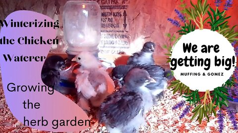 Muffin & Gomez-Lemon Blue Chicks Week 3-How is the herb garden. Winterizing the chicken water