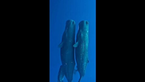 Magical! Sperm Whale Family Sleeping