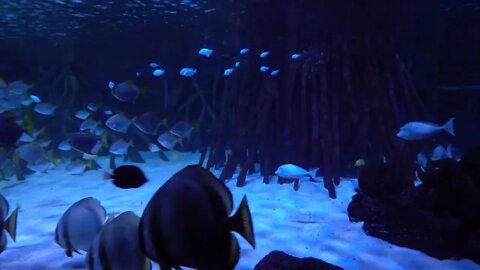 underwater world - sea, ocean, fish, coral