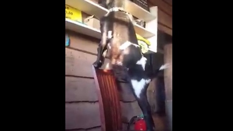 Goat stands on chair to reach favorite snacks