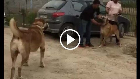 Persian Shepherd Dogs vs