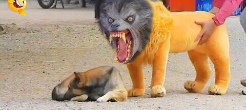 Troll Prank Dog Fanny & fake lion and Fake Tiger Prank To dog & Huge Box Orank to dog