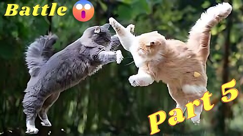 Cat Battle part 5