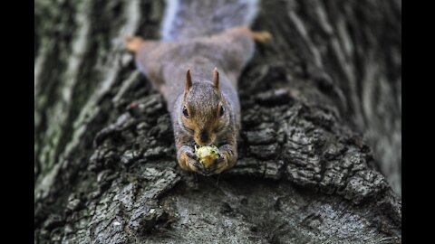 Animal Squirrel Nature Rodent Gray Nature