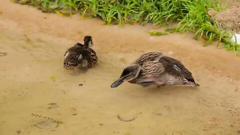 Newborn ducklings on water by the lake shore