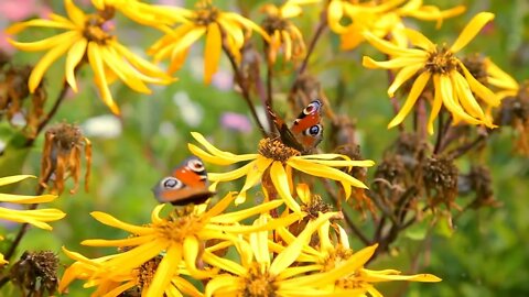 Butterflies on yellow late summer flowers (2)