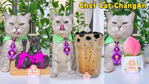 Enjoy Tasty Food And Helpful Tips With Chef Cat!🍻|Cat Cooking Food | Cute And Funny Cat