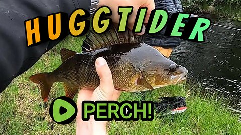 Hauling big Swedish perch with a friend w/ English subtitles