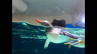 Penguins flying through the water