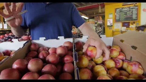 Nectaplums and Candy Stripe Pluots