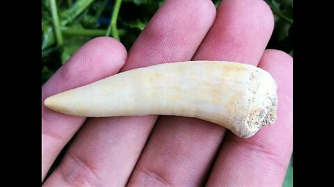 Enchodus Saber Toothed Herring Extinct Fish Tooth 1 1/2 Inches Long