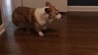 Quirky Corgi Slowly Backs Out Of Room For No Reason At All