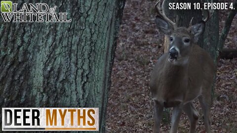 Deer Hunting Myths | Land of Whitetail