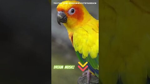 🌿 Relax With the Parrots: Tai Chi Music for Inner Balance and Serenity with nature