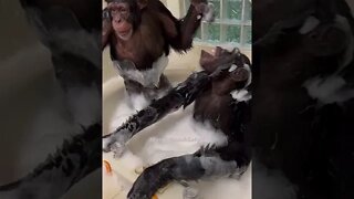 CHIMPANZÉS TOMANDO BANHO #shorts #planetaanimalshorts #animals