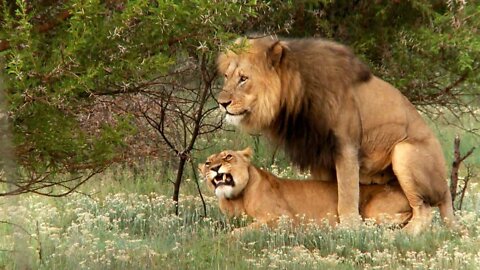 Lions Mating