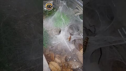 5 HUGE Curtain Web Spiders Feeding Compliation!