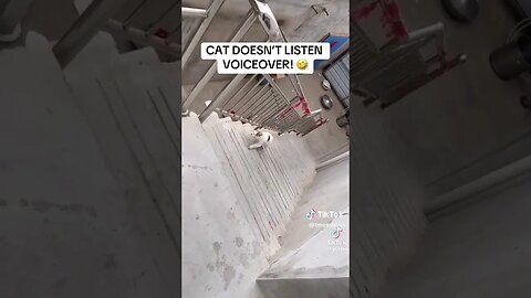 CAT DOESN'T LISTEN VOICEOVER!! 😂😂😂