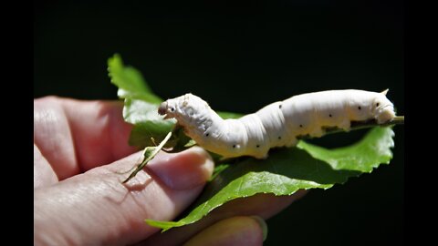 How silk are made from silkworms ? - Production Of Silk from Silk Worm