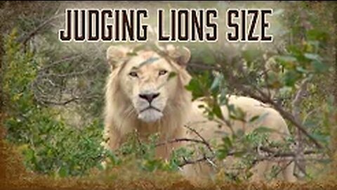 Safari Education - Great Cats Episode 5: Judging a Mature Lion's Size