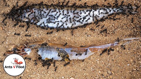 Ant Colony vs Fish Time-Lapse #short