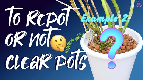 How to know if it is time to repot IF you cannot see the roots | EASY Tips signal a repot or not!