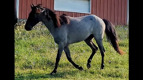 Ashur - intro to the herd - 18 Aug 2023