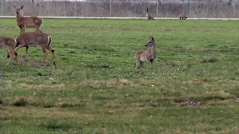 West Seneca 'Deer Task Force,' makes recommendation to address overpopulation