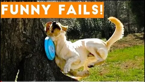 TRY NOT to LAUGH Animals FUNNY PET FAILS Compilation 2023 | Epic Pet Videos & Moments