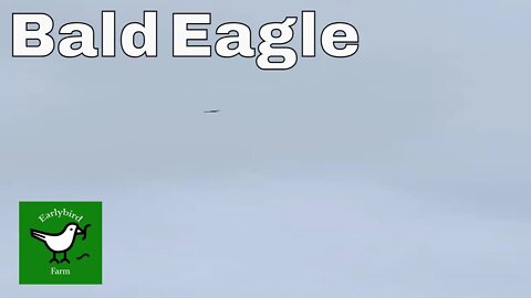 Bald Eagle Soaring in High Wind Storm | #shorts