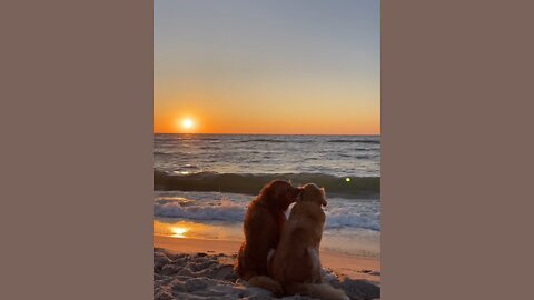 Golden Glow: Sunset Serenity with Happy Retrievers 🌅🐾