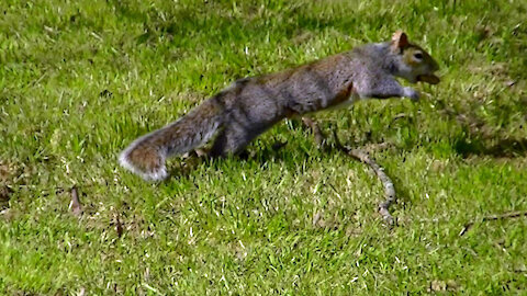 IECV NV #499 - 👀 Grey Squirrel Jumping Over The Branch With A Peanut In It's Mouth🐿️ 3-20-2018