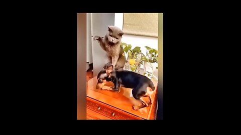 Funny animal videos