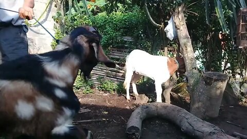 proses mengawinkan kambing, #kambingkawin #kambingetawa #PYH_liar_kediri #montok