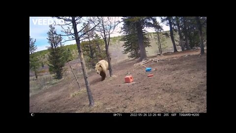 Brown bear chasing after and attempting to hunt wild horses in Alberta.