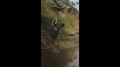 Bobcat takes down Deer