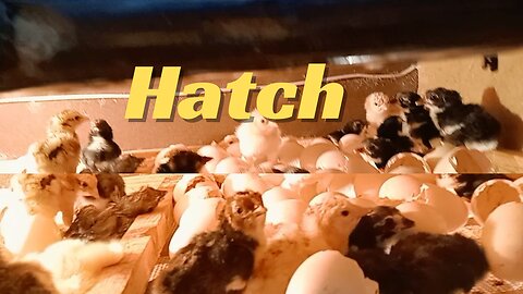 New Hatch||Aseel Chicks || 05-01-2024