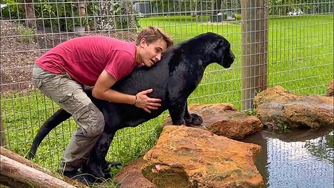 TRAINING 200LB BLACK JAGUAR !