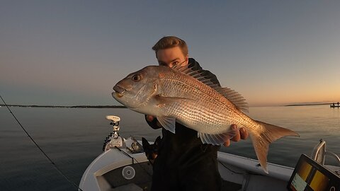 Moreton Bay Snapper Short